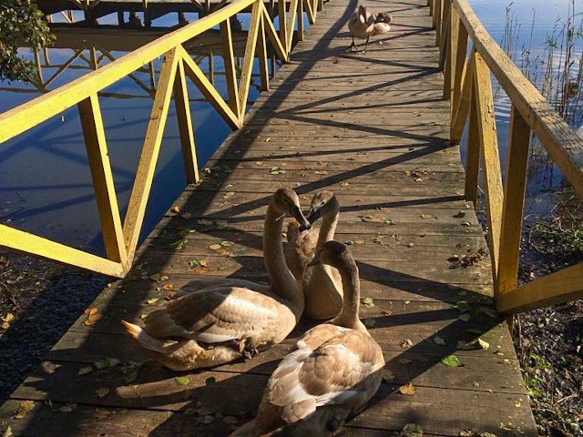 Между морем и заливом: экскурсия из Калининграда на Куршскую косу — фото 3