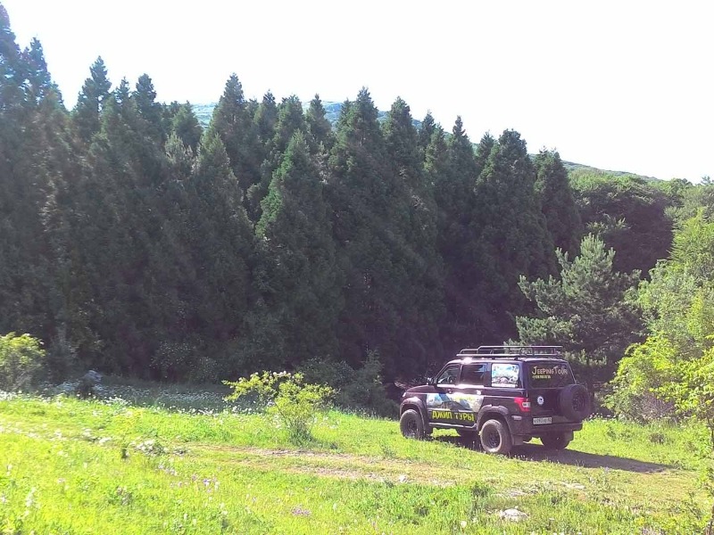 Роща секвойи в Крыму guidego.ru