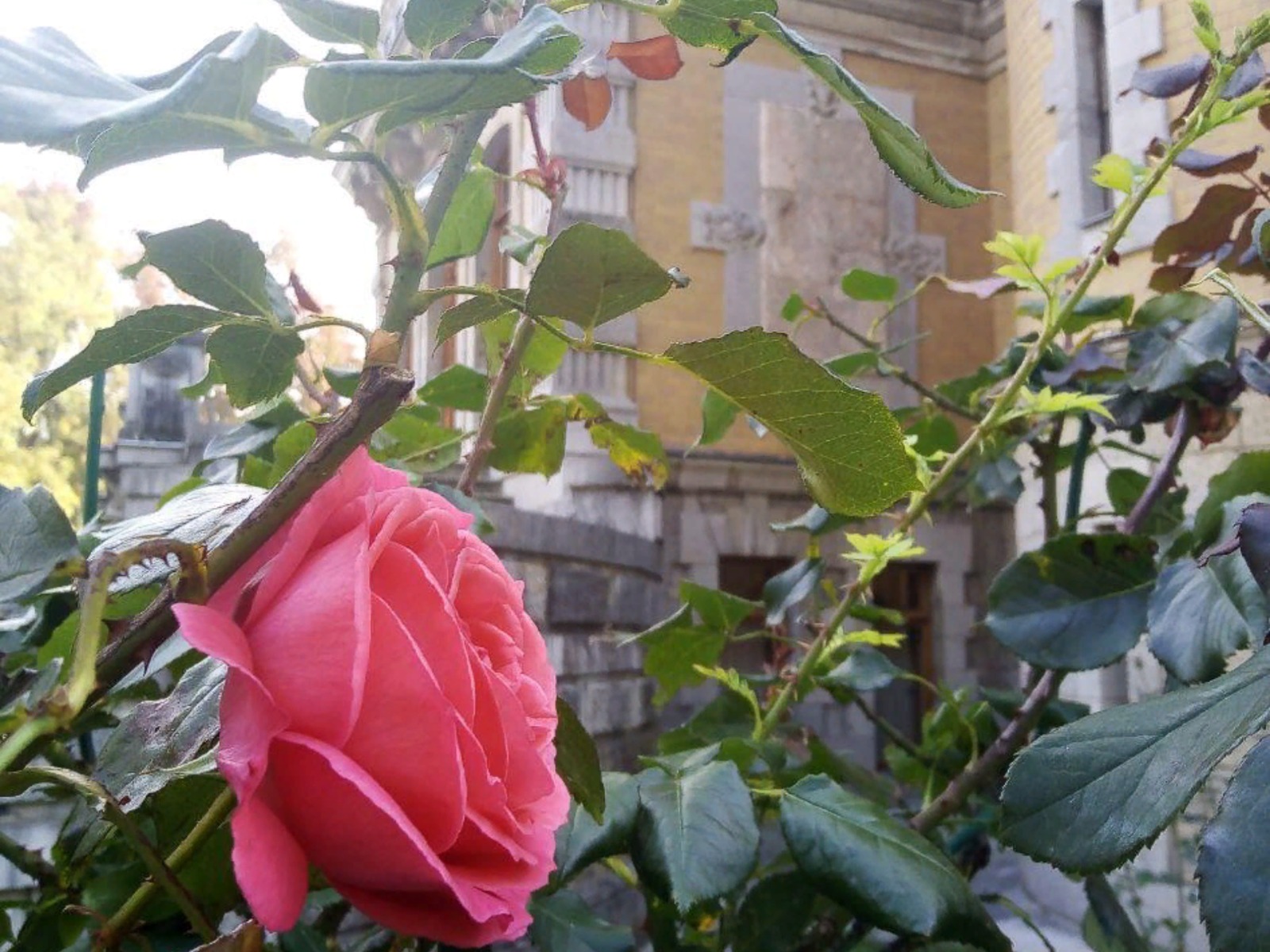 Розы Массандры 