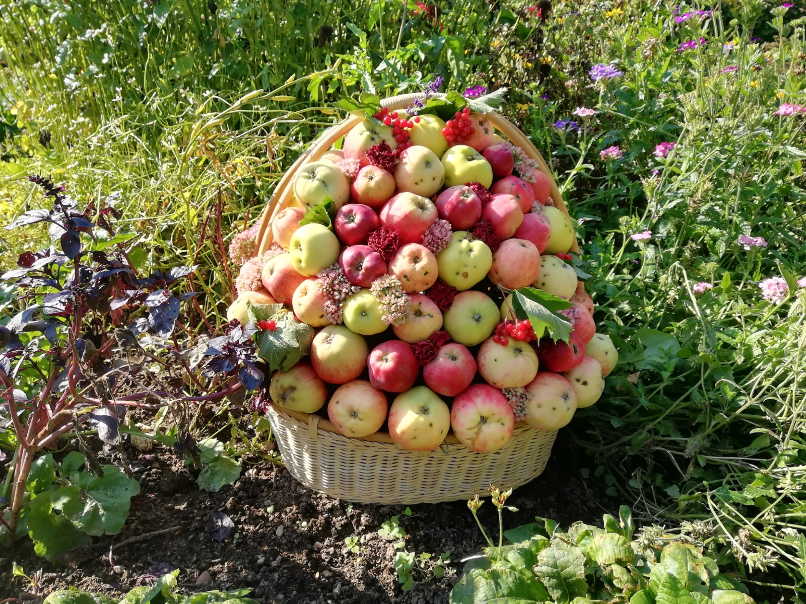 Композиция из яблок, сорванных в саду Михайловского  