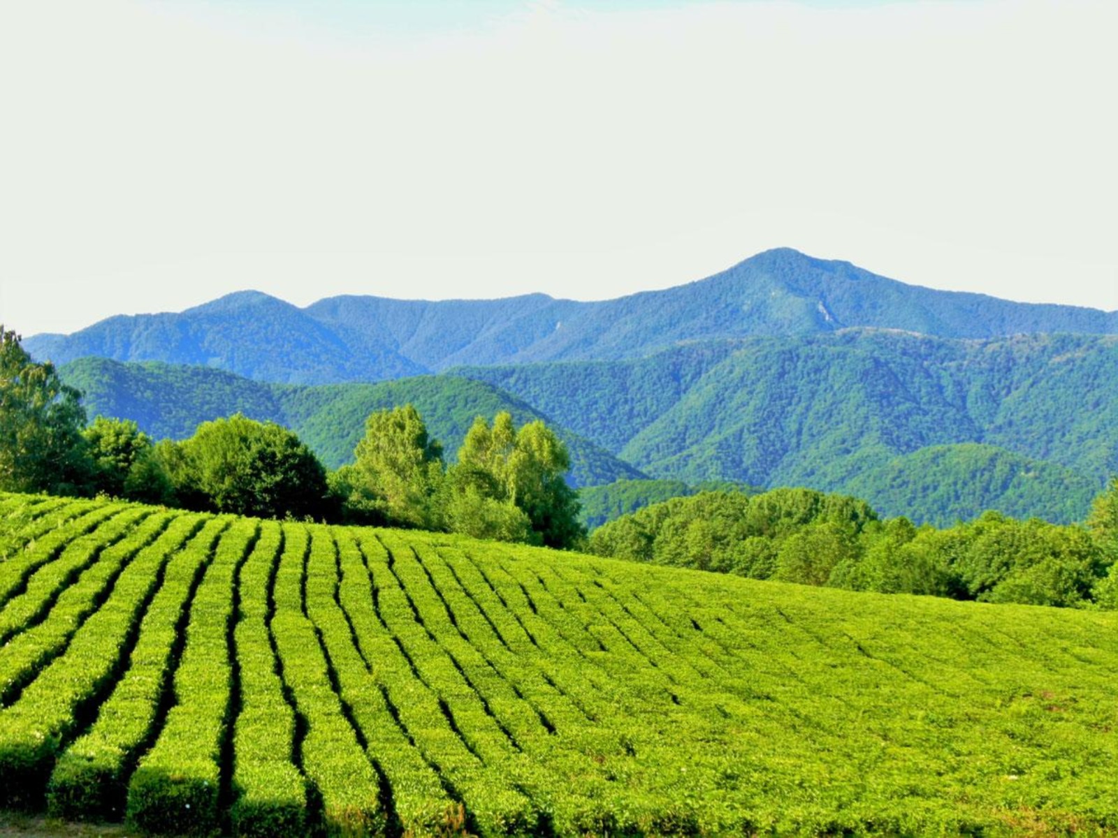 Солохаул: чайные плантации 