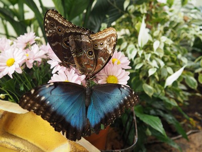 Парк бабочек в Дубае