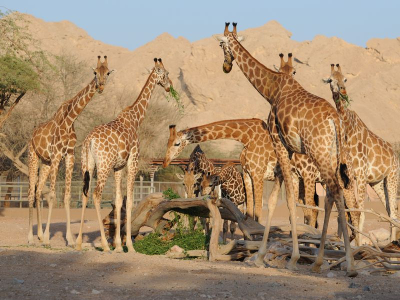 Зоопарк в Аль-Айне  