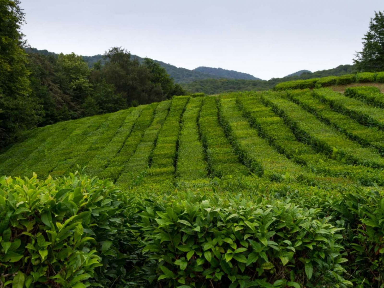 Чайные плантации в Сочи  