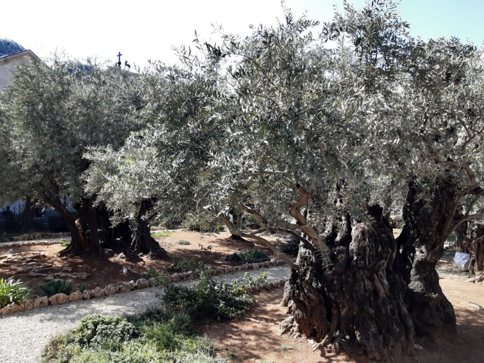 Древние оливы Гефсиманского сада 