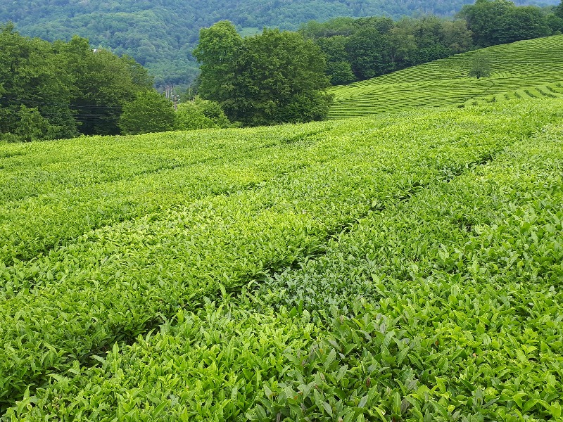 Чайные плантации