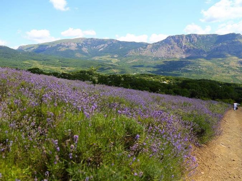 Лавандовые поля в Алуште guidego.ru