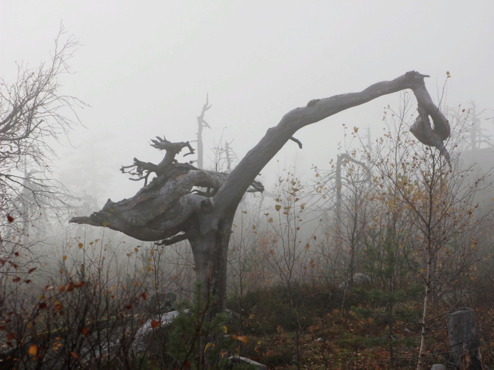 Танцующий лес хорош в любую погоду, но в туман или в сумерках он поистине нереален  