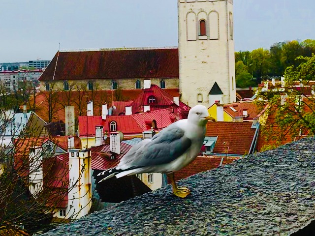 Экскурсия в Таллине: Старые добрые (и не очень добрые!) легенды — фото 2