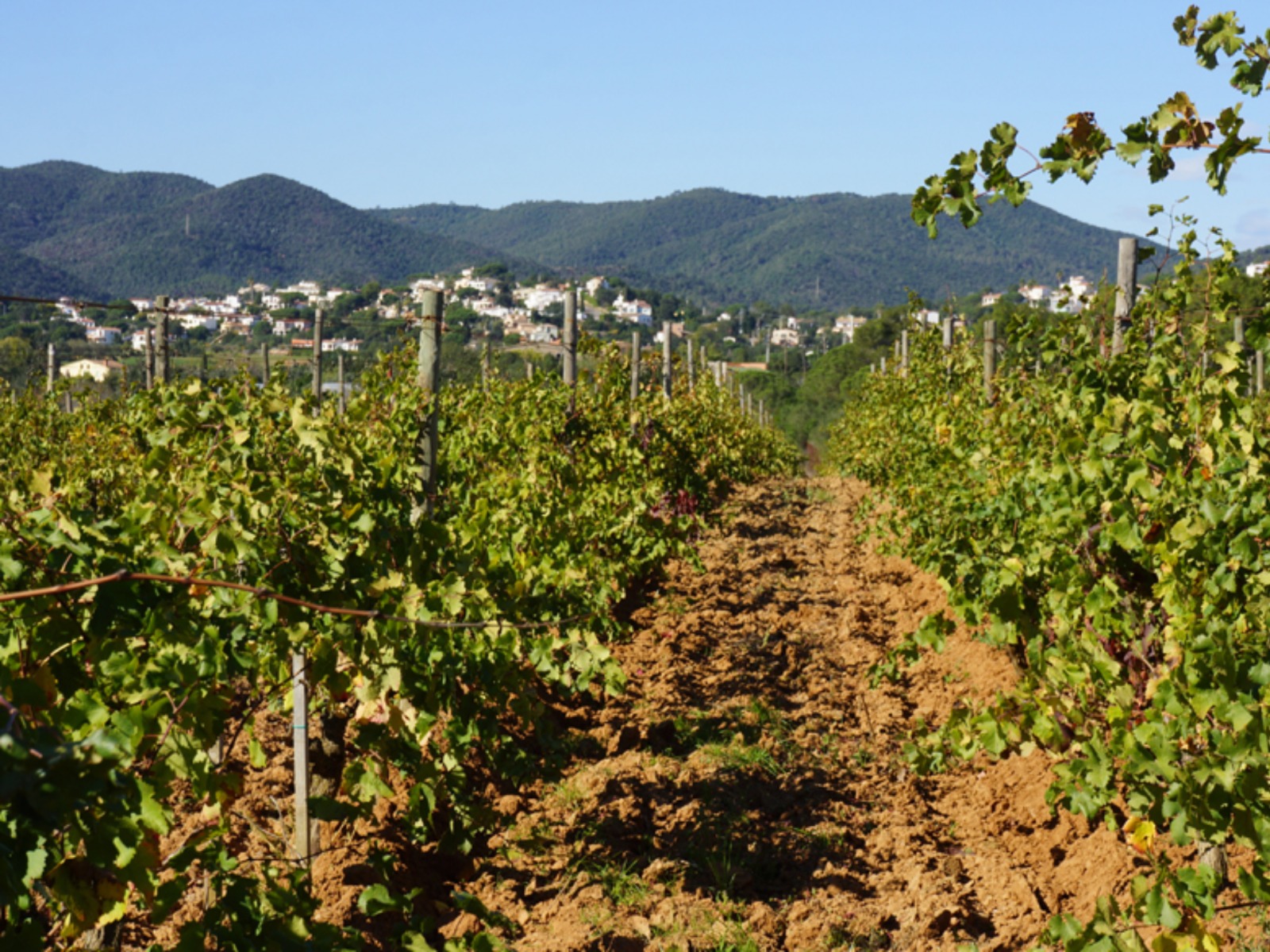 Виноградники Каталонии  