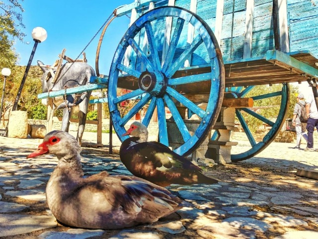 Детская экскурсия на Кипре «В мире животных» — фото 3