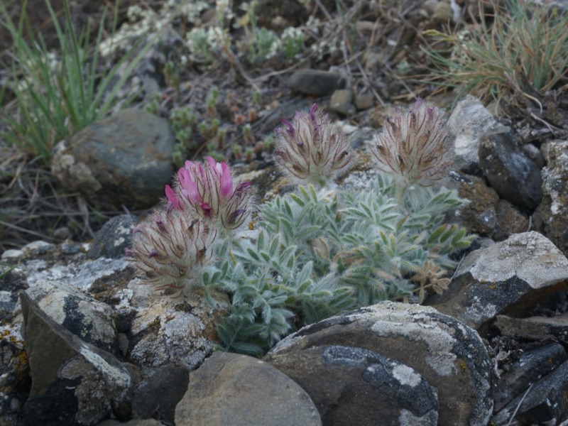 Астрагал щетинистый (Astragalus setosulus): крымский аметист  