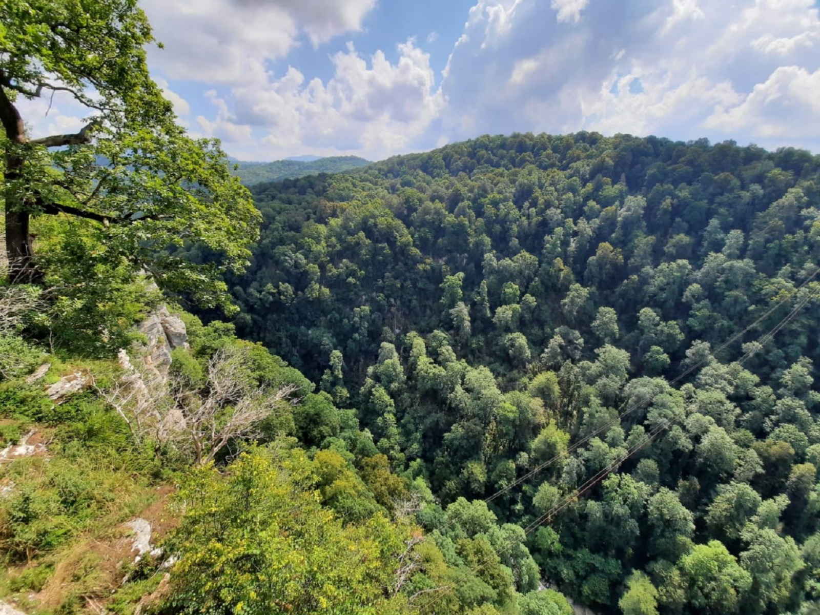 Панорама лесного богатства guidego.ru