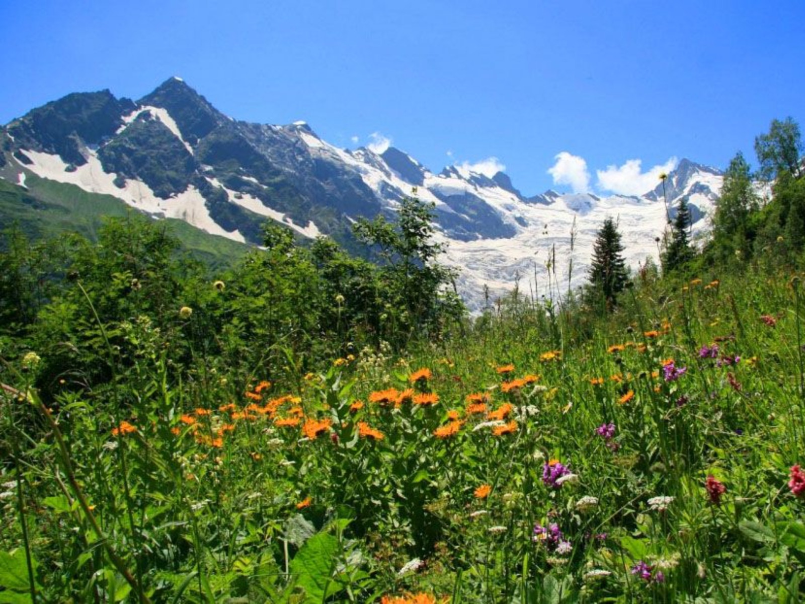 Альпийские луга - достояние Домбая  