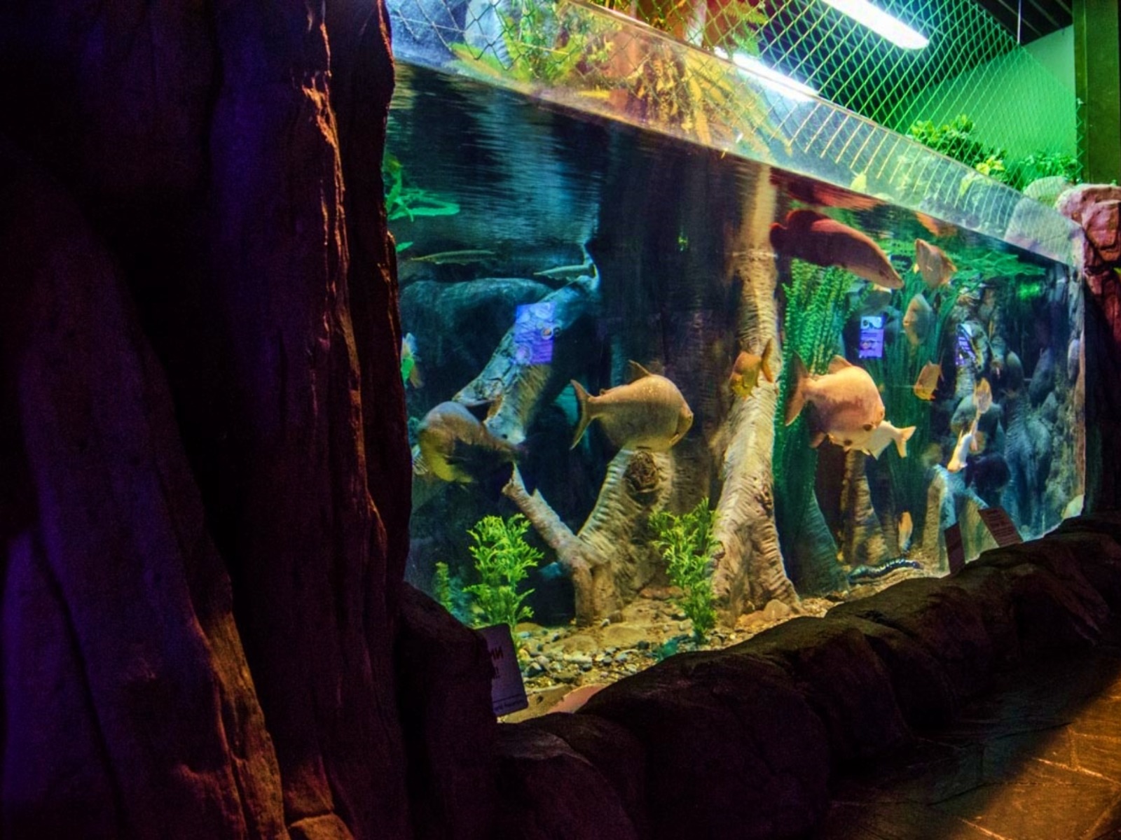 Sochi Discovery World Aquarium   