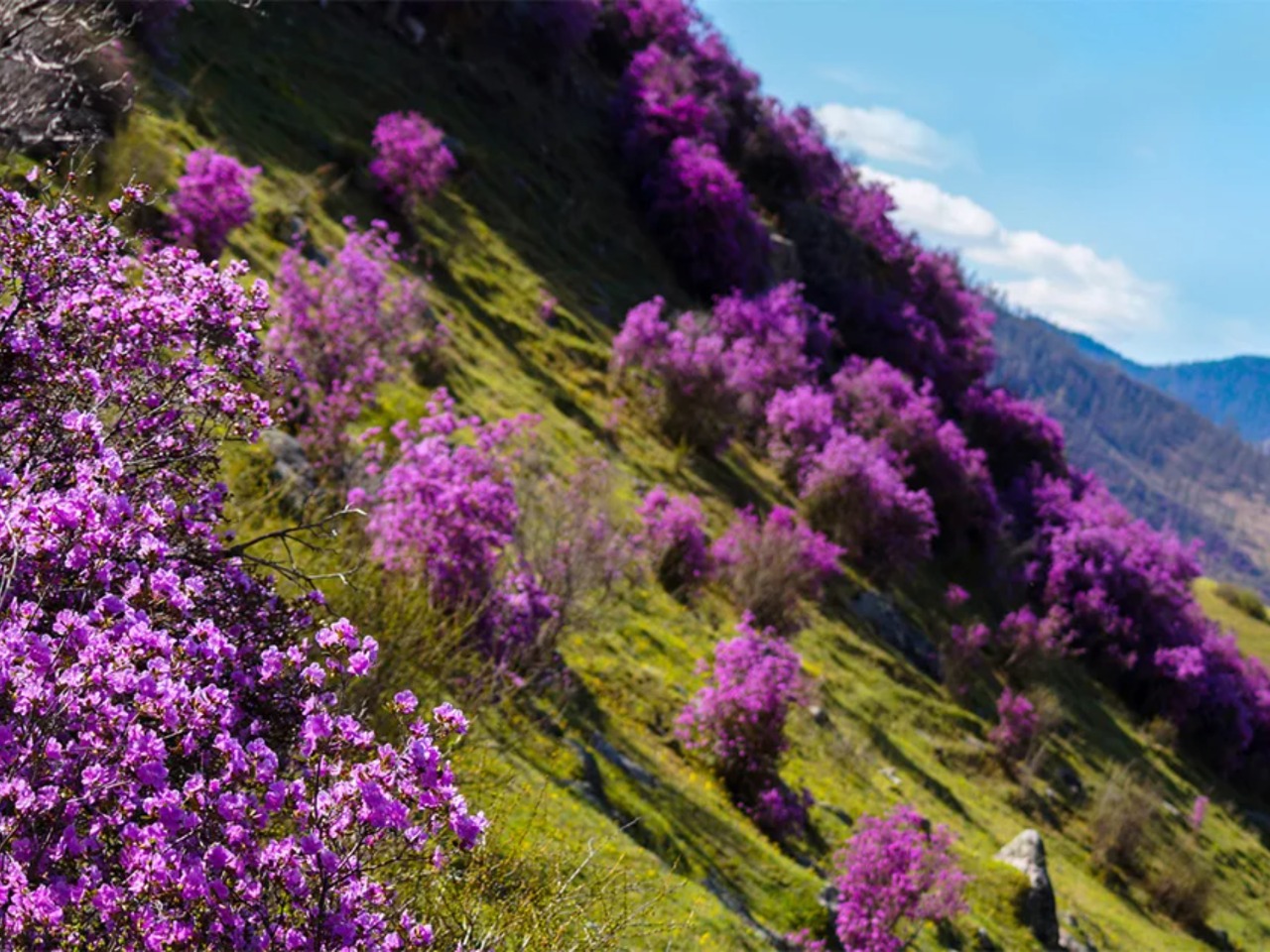 Весенний тур по цветущему Алтаю | Цена 19800₽, отзывы, описание экскурсии
