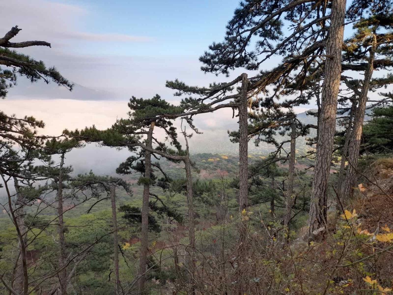 Деревья
