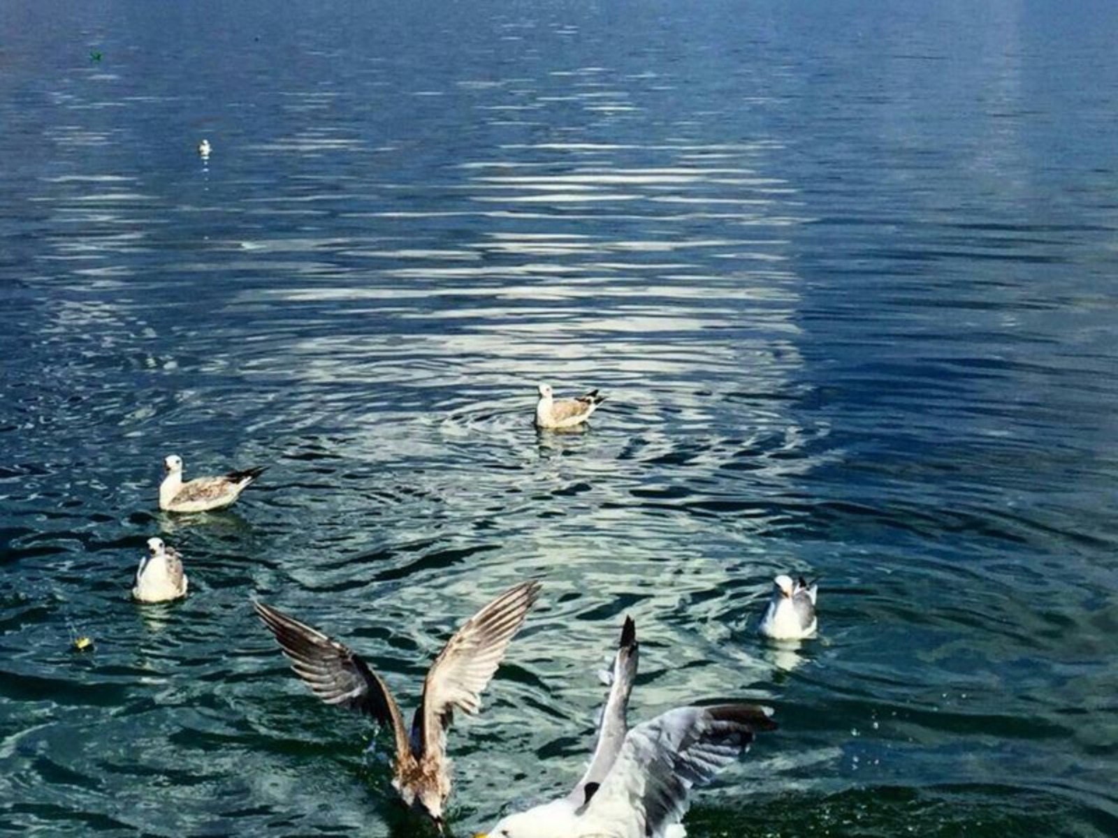 Чайки на озере 