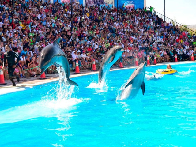 Знакомство с дельфинами: брызги счастья!