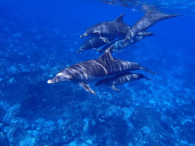 Морская экскурсия в бухту дельфинов