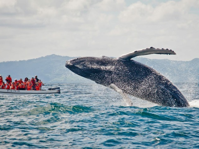 Горбатые киты, остров Бакарди и водопад