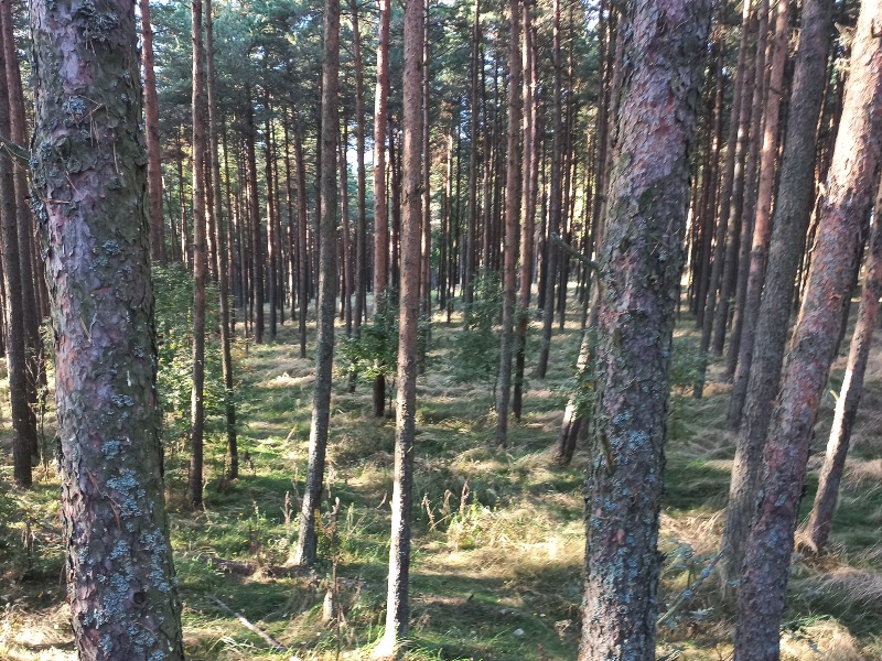 В бору  