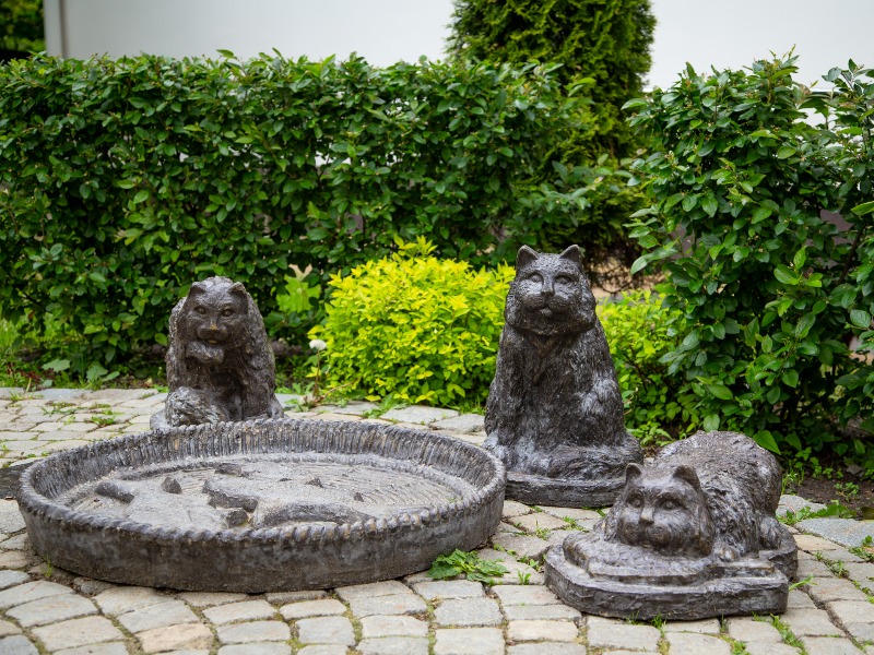 Коты  