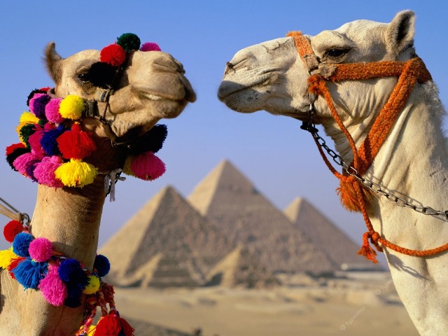Познаем сокровища Каира: feel free!