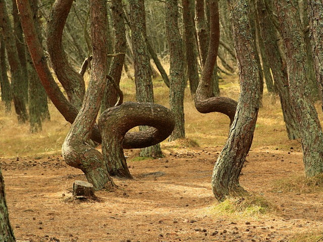 Куршская коса с её историей и легендами: обзорная экскурсия — фото 3