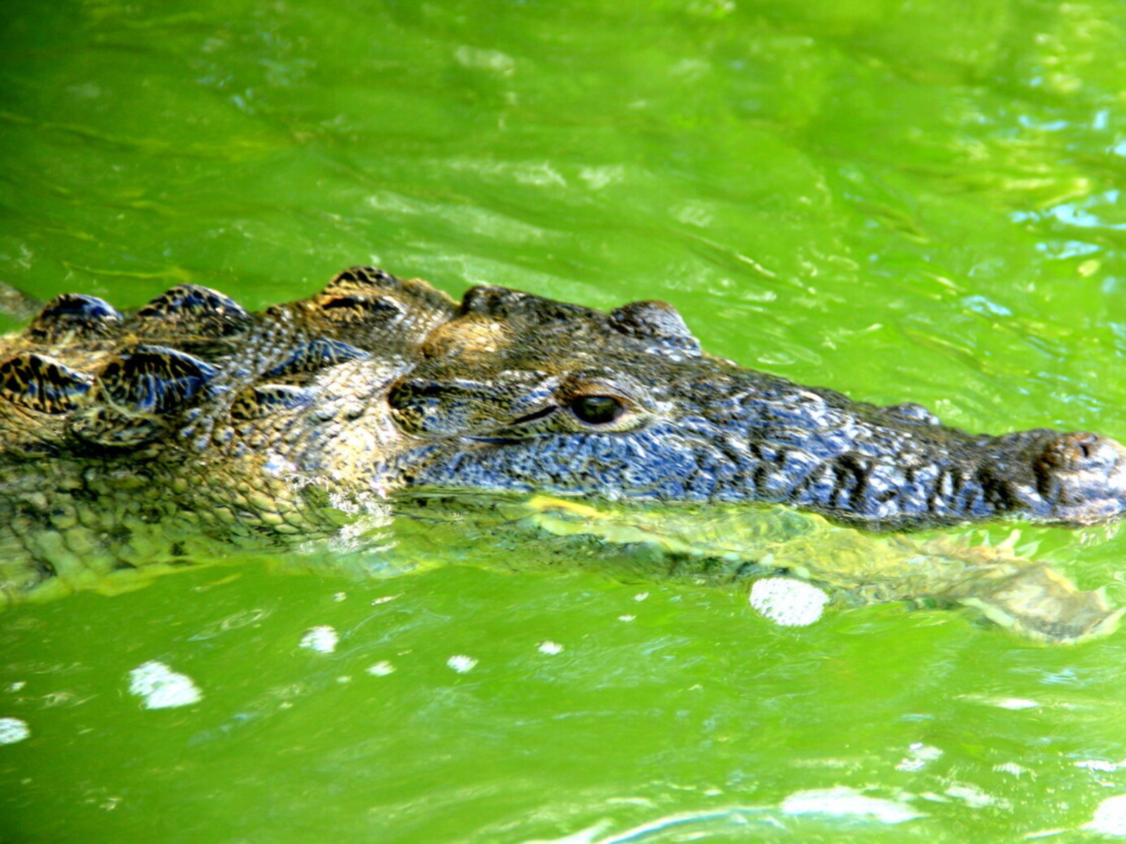Крокодил guidego.ru