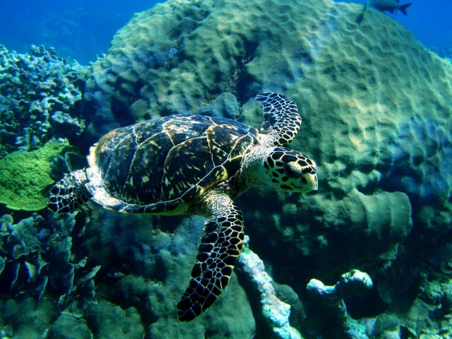 Индивидуальная экскурсия на райские острова из Канкуна — фото 2