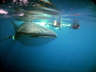 Плавание с китовыми акулами в групповом туре