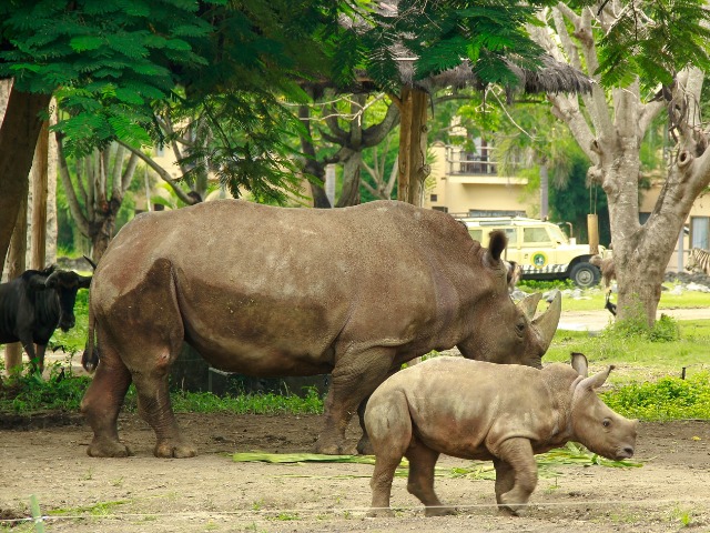 Групповая обзорная экскурсия в Safari and Marine Park на Бали — фото 3