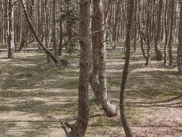 Перезагрузка на Куршской косе — фото 3