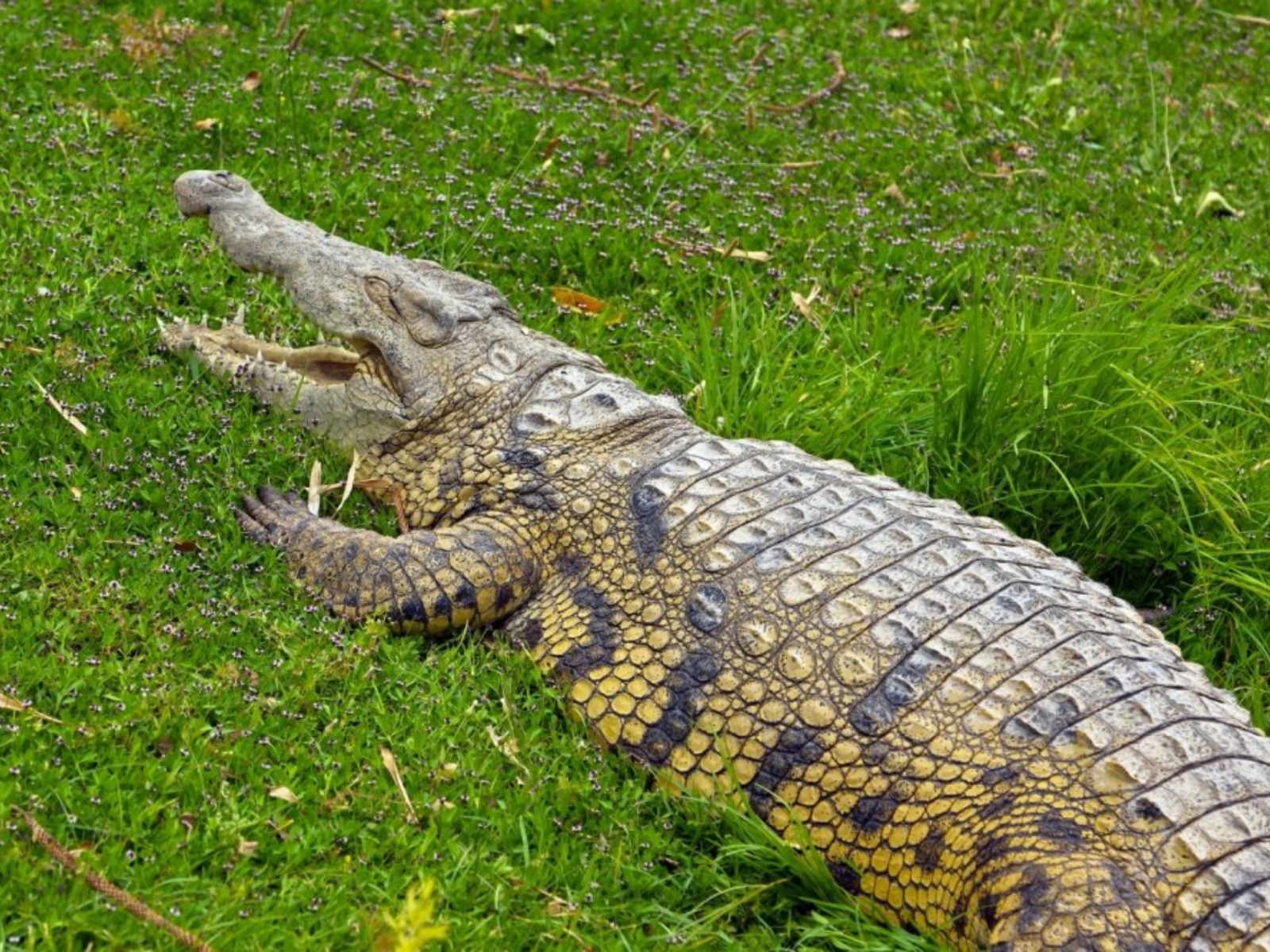 Крокодил  