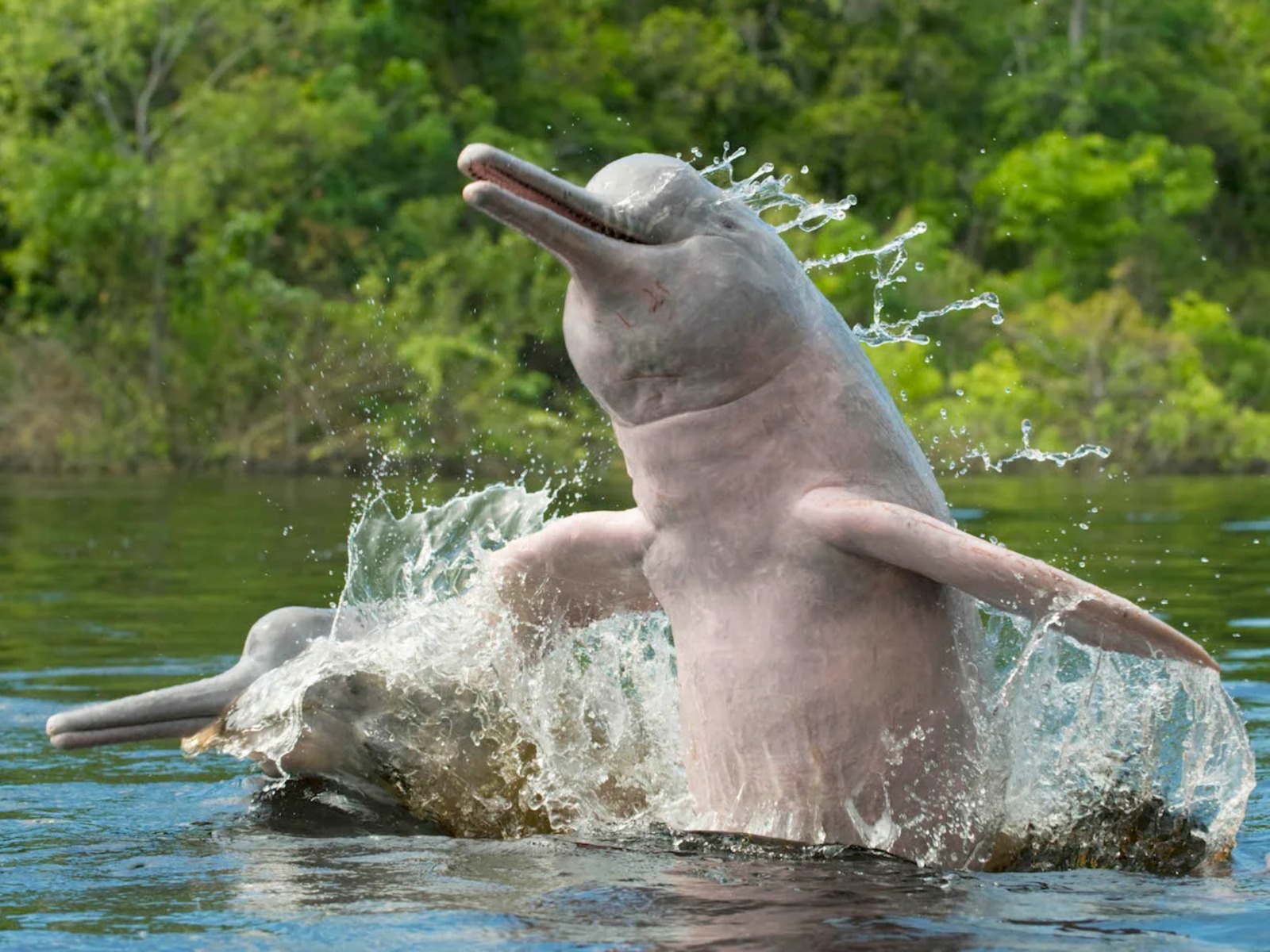 Речные дельфины 