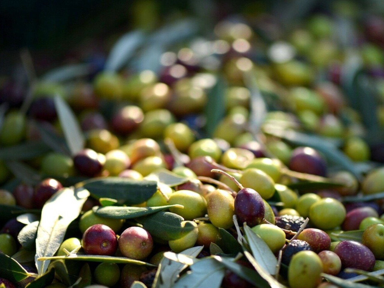 Индивидуальная экскурсия из Ханьи "Оливки и вино Крита" - индивидуальная экскурсия в Ханье на машине гида длительностью 7 часов с количеством участников до 6 человек цена экскурсии 480€