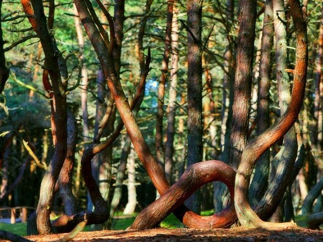 Индивидуальная экскурсия на Куршскую косу, Зеленоградск + Шаакен — фото 3