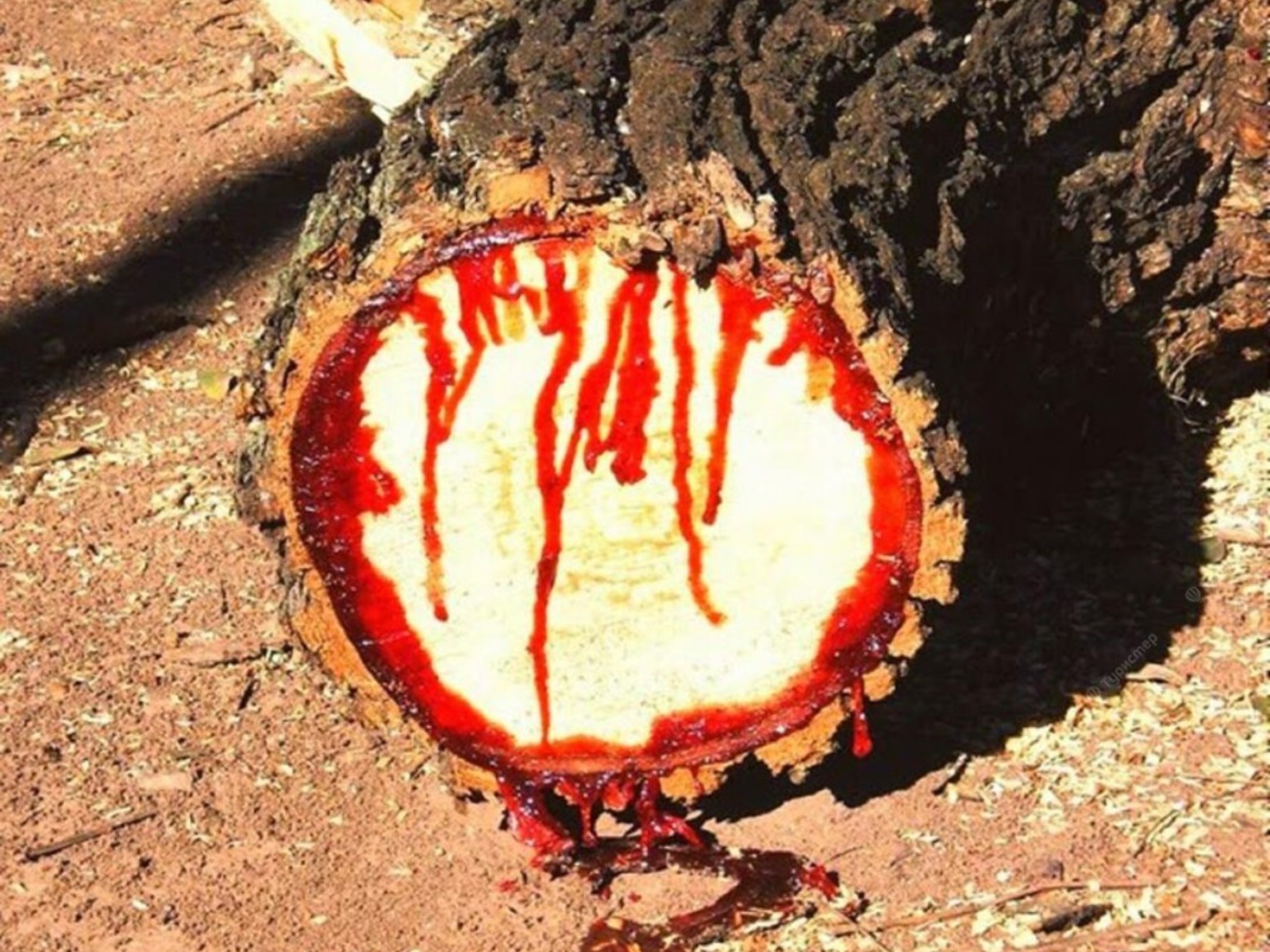 "Кровоточащее" дерево guidego.ru