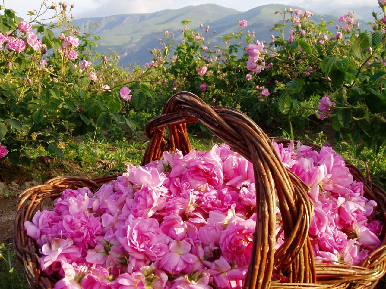 К дамасским розам и озеру Салда из Сиде | Цена 54€, отзывы, описание экскурсии