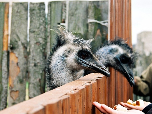 Едем в гости к страусам
