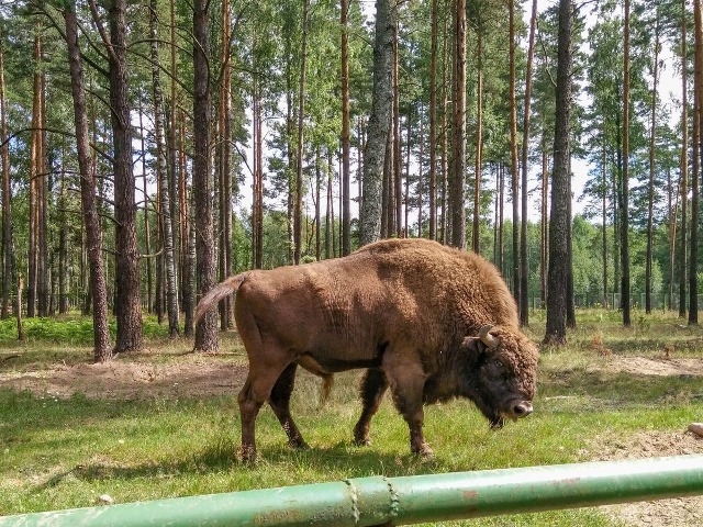 Экскурсия из Минска в Березинский заповедник и Хатынь одним днём — фото 3