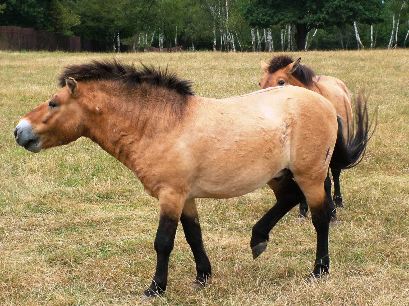 Лошади Пржевальского 