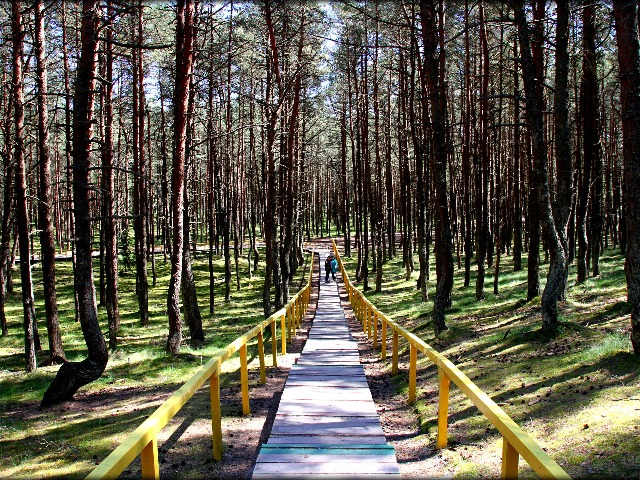 Экскурсия на Куршскую косу — драгоценность Янтарного края — фото 3
