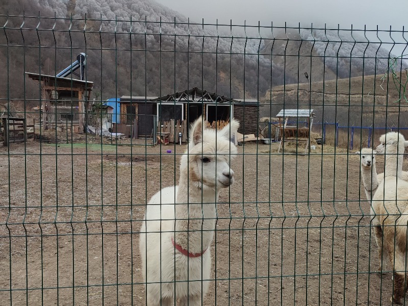 Альпака  