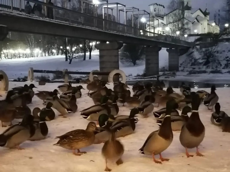 Уточки