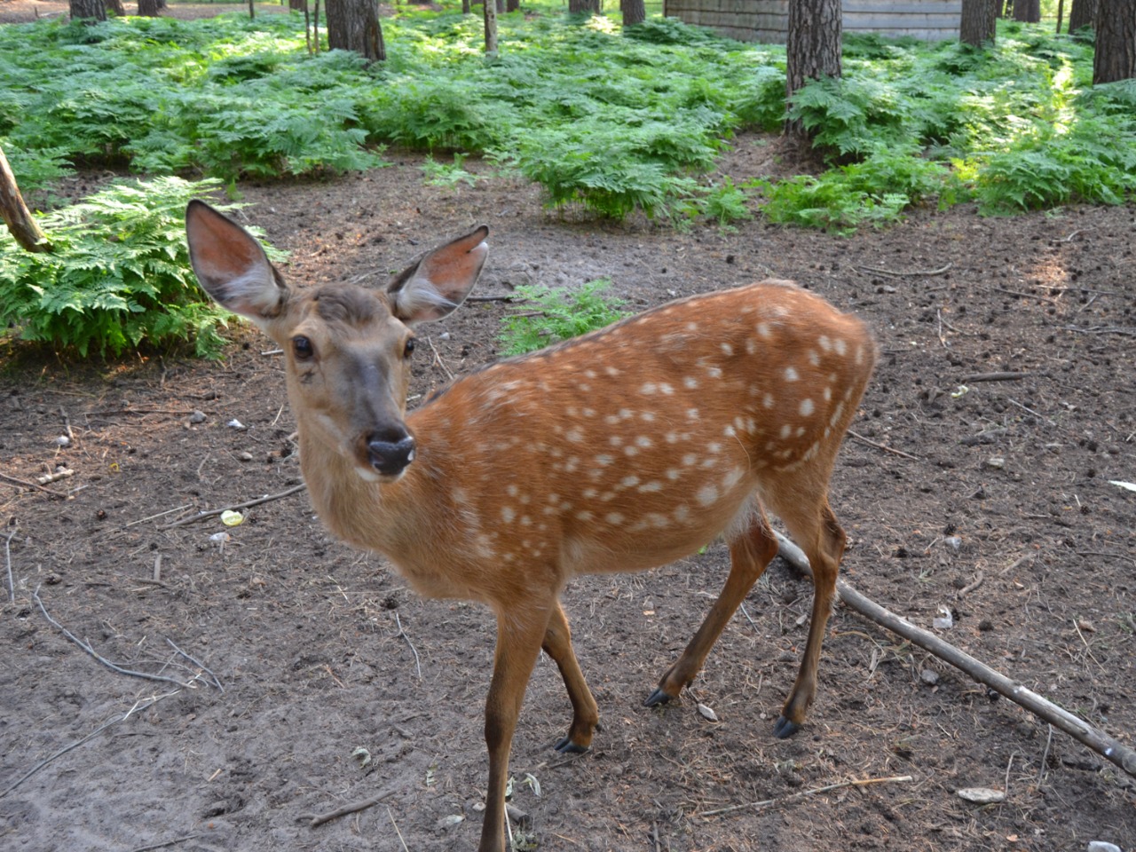 Индивидуальная экскурсия в Калязине: уикенд с оленями и барашками - индивидуальная экскурсия в Калязине на машине гостей длительностью 4 часа с количеством участников до 10 человек со скидкой 20% цена экскурсии 8000₽