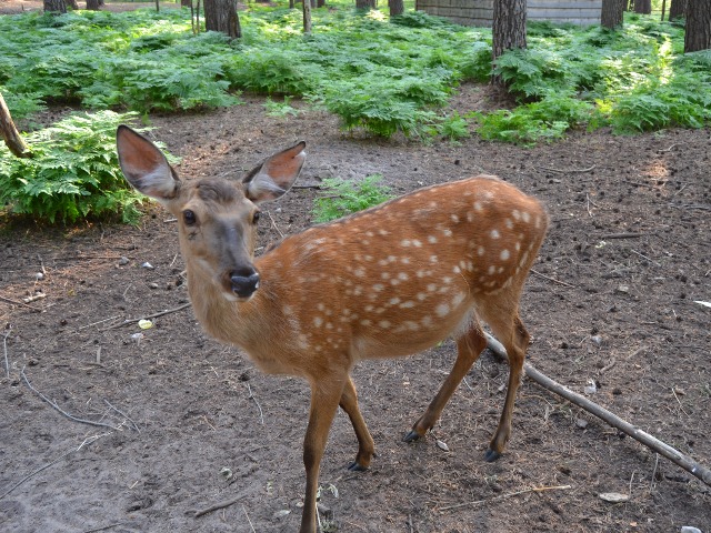 Индивидуальная экскурсия в Калязине: уикенд с оленями и барашками