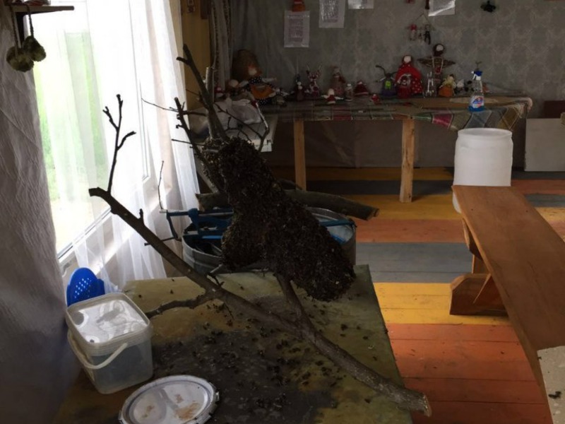 В музее на пасеке  