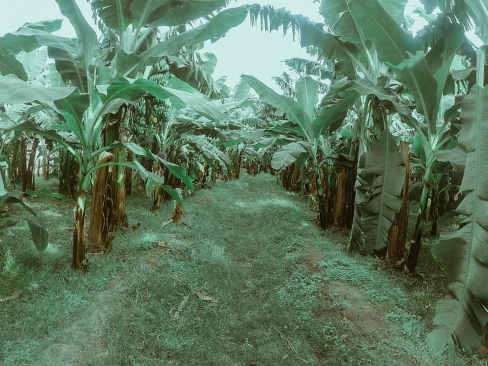Банановые плантации 